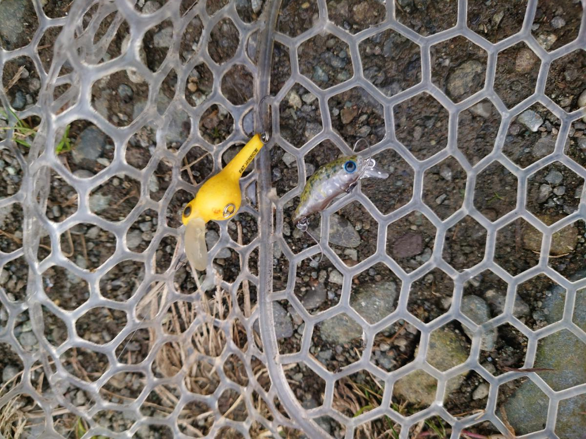 じっくり初釣行～フィッシングフィールド中津川～: Fujikin_islands