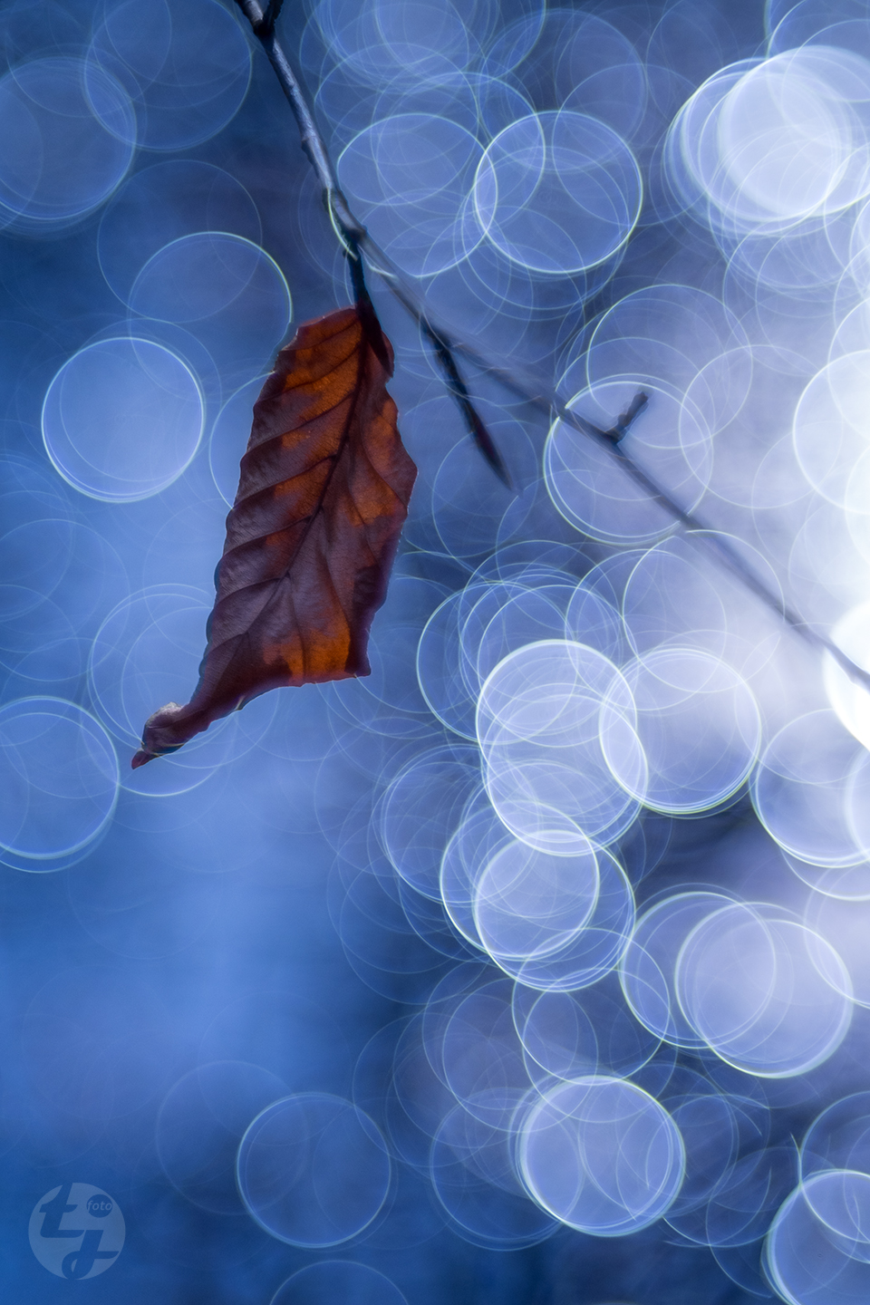 The Legend And the Bubble Bokeh. Review of the Meyer Optik