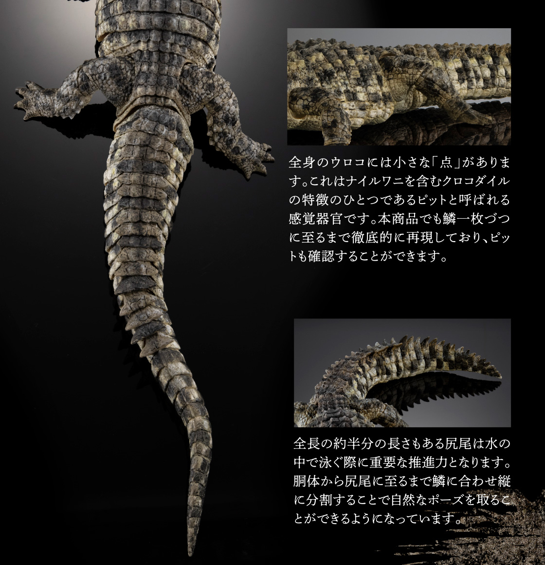 いきもの大図鑑 アルティメット ナイルワニ（ライトカラー）｜いきもの