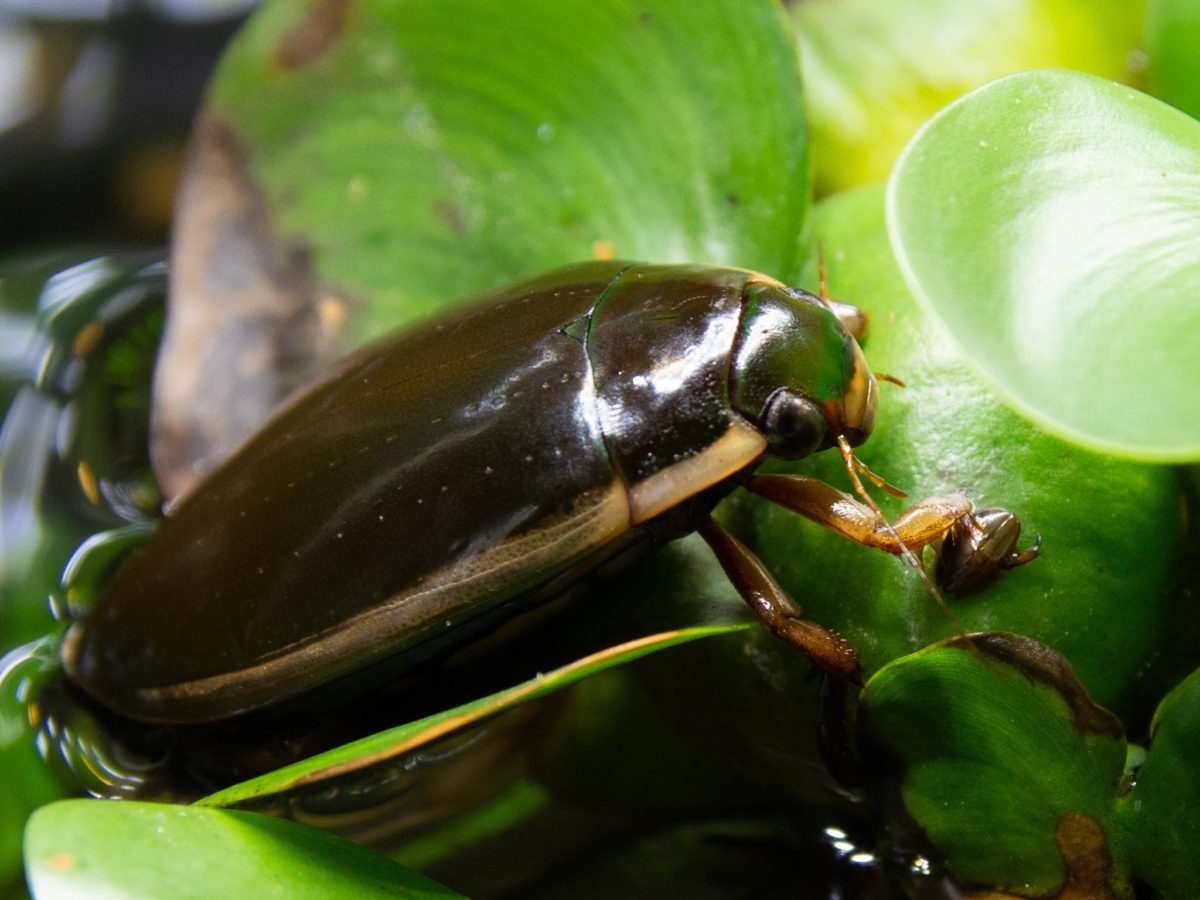 ブラジル産 ミズスマシ 20mm 【公式通販】