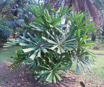 GKZ植物事典・リクアラ・スピノーサ