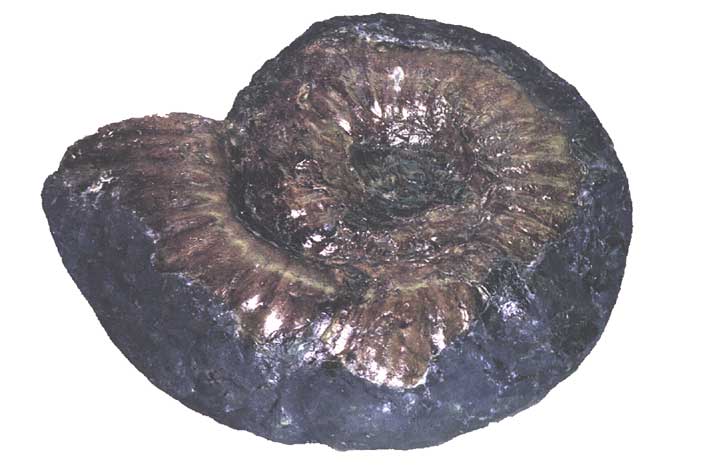 白亜紀資料館の展示物 -アンモナイト化石-