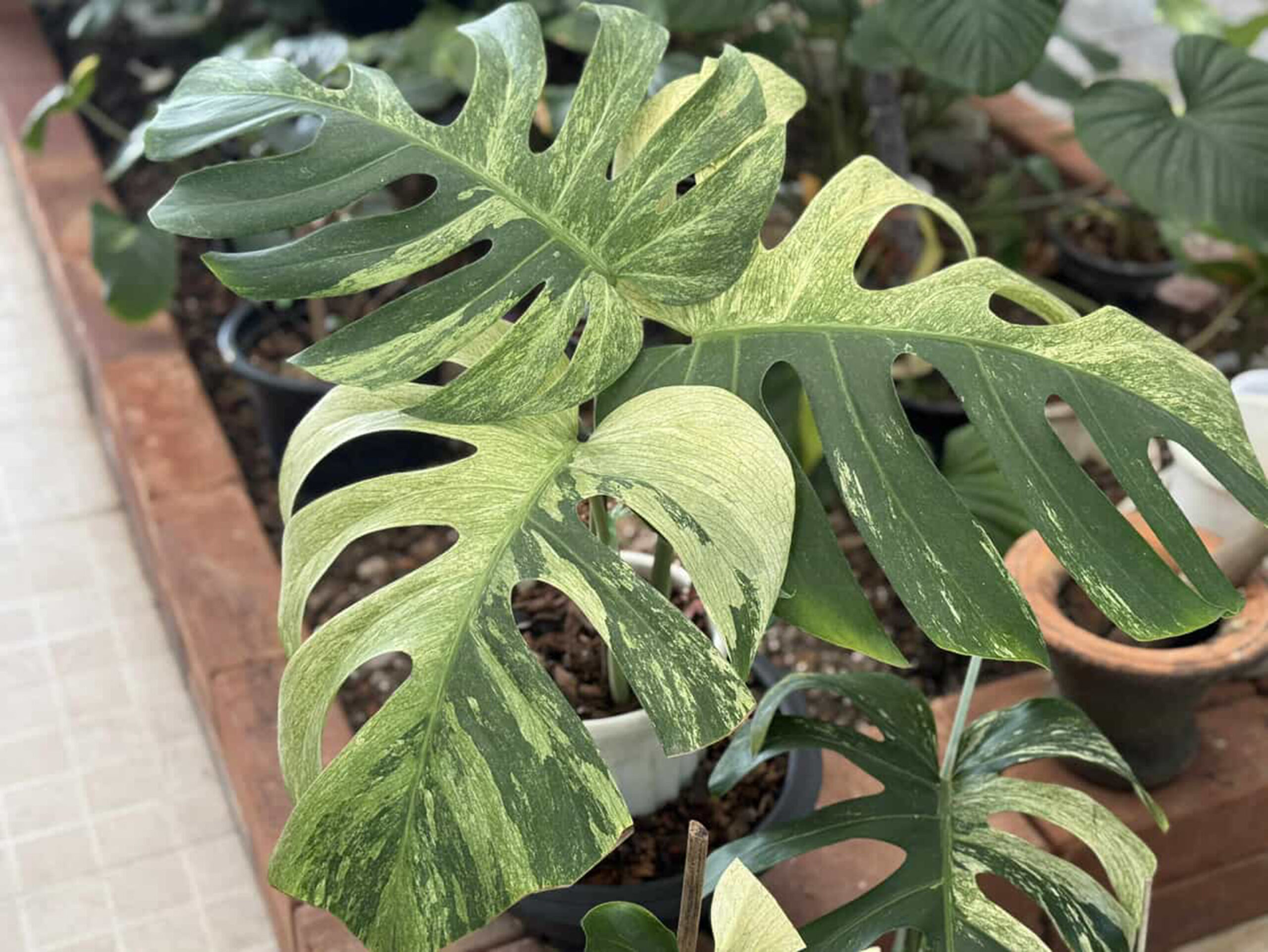Monstera Deliciosa Borsigiana Mint Variegata| Rare Monstera