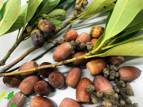 どんぐり（9月2回目画題） – 大阪の水墨画・墨彩画教室なら、玉麗会