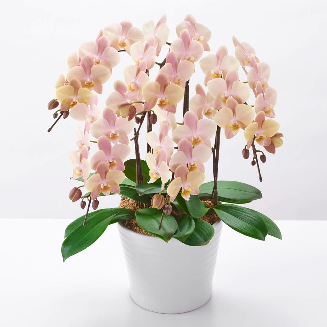 母の日蘭鉢ミディ胡蝶蘭＜マザーチーク＞（中輪・淡いベージュ・5本立