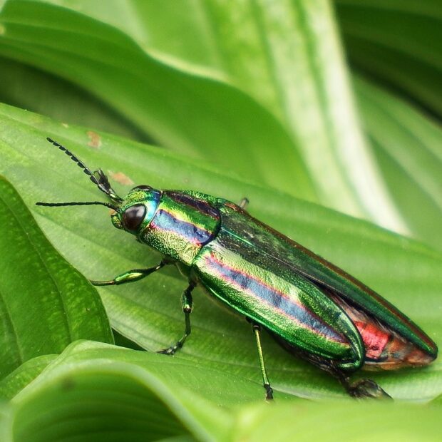 ヤマトタマムシ(タマムシ) – はなもく散歩