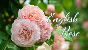 バラ メアリー マグダリン｜ROSE Mary Magdalene｜花の手帖のwebバラ図鑑