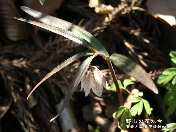カイコバイモ - 野山の花たち 東北と関東甲信越の花