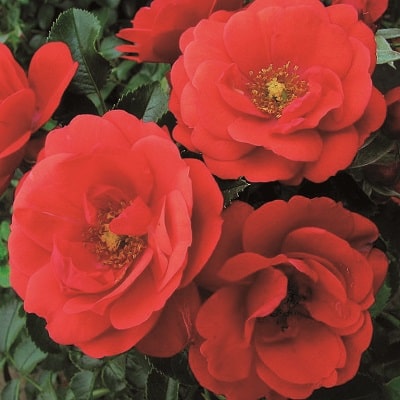 フラワーカーペット® ローズ | 株式会社ハクサン｜花や植物、園芸資材