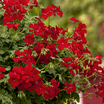 アイビーゼラニウム | 株式会社ハクサン｜花や植物、園芸資材を取扱う