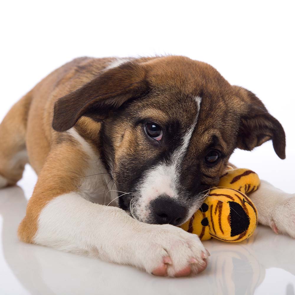 ジャングルフレンズ / ファニーフレンズ ひとりでも楽しく遊べる愛犬用