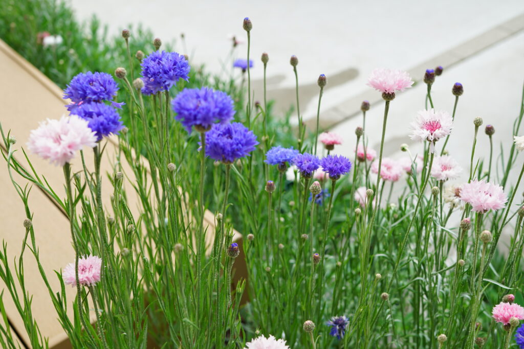 育レポ＊矢車草（種まきから冬越し開花の記録）写真たくさん