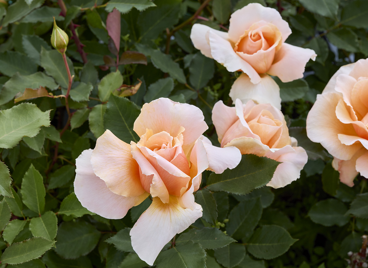 ジャスト ジョーイ – Just Joey | 姫野ばら園八ヶ岳農場