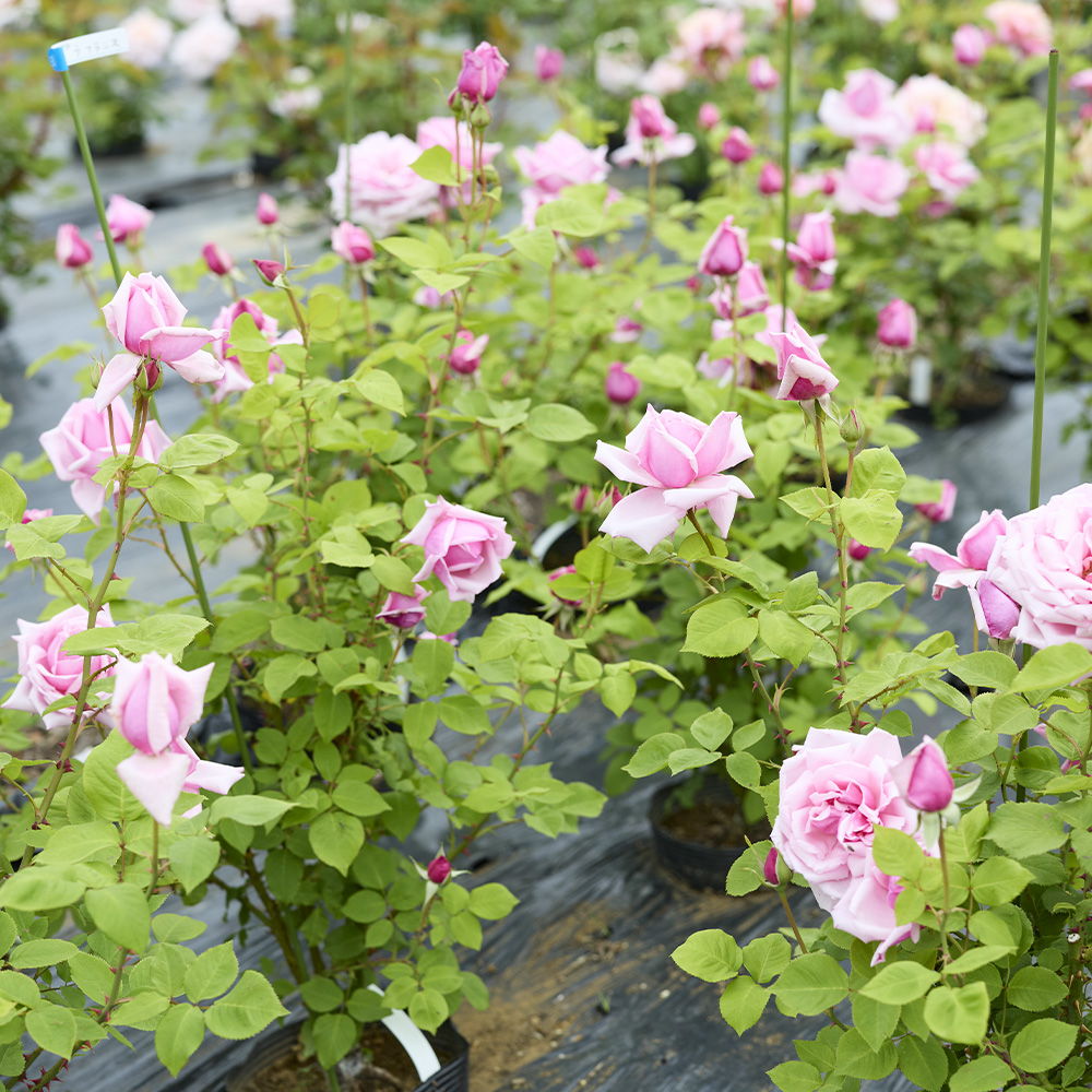 ラ フランス – La France | 姫野ばら園八ヶ岳農場