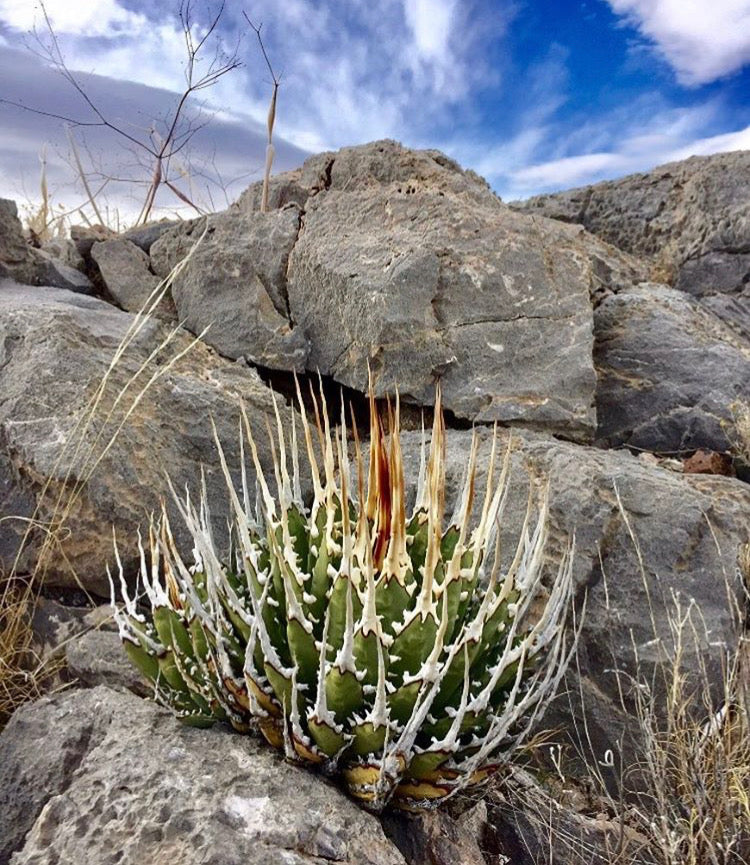 Agave utahensis var. eborispina – Hidden Agave