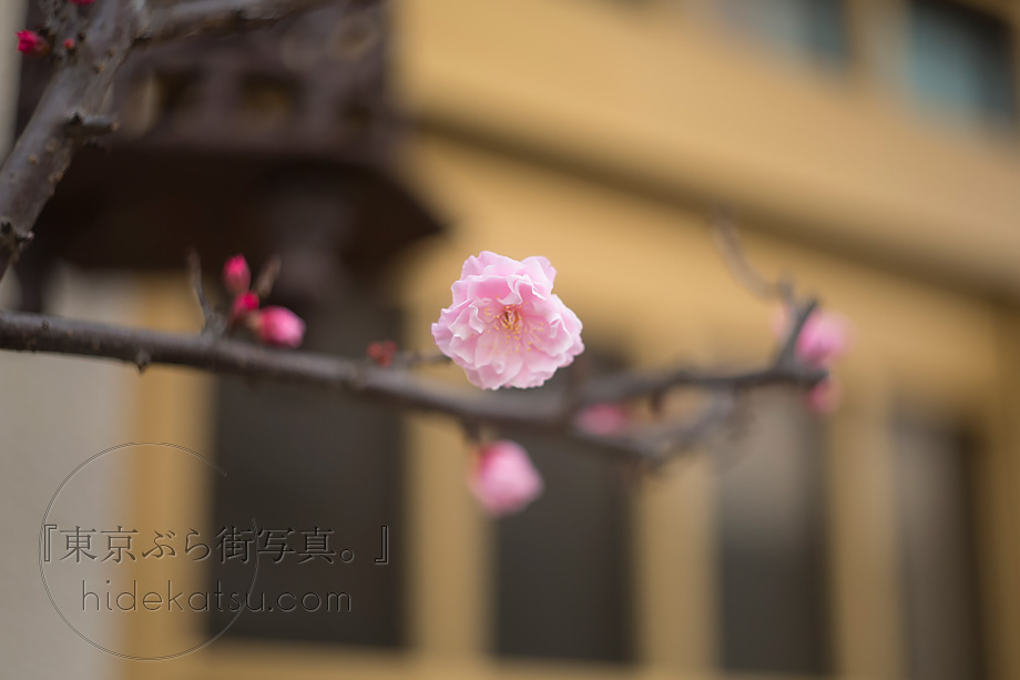 Helios 44 58mmのぐるぐるボケと柔らかな描写健在の1950年製 初代