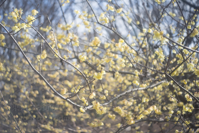 早咲き桜で試し撮り！ Hexar Konishiroku 50mm F3.5 Leica L マウント