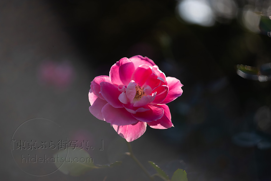 ぐるぐるボケと深いボケのロシアンレンズ Helios 44-2（ヘリオス）58mm