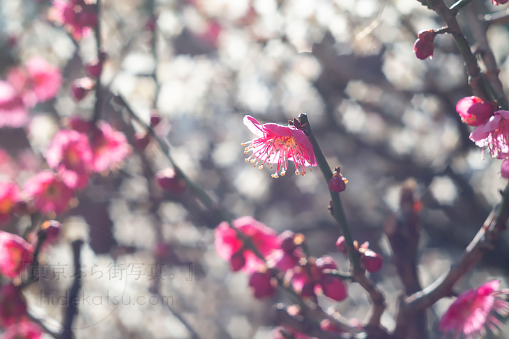 第4弾は星ボケのIndustar 61 L/Z！FUJIのミラーレスX-A1を持ち歩く