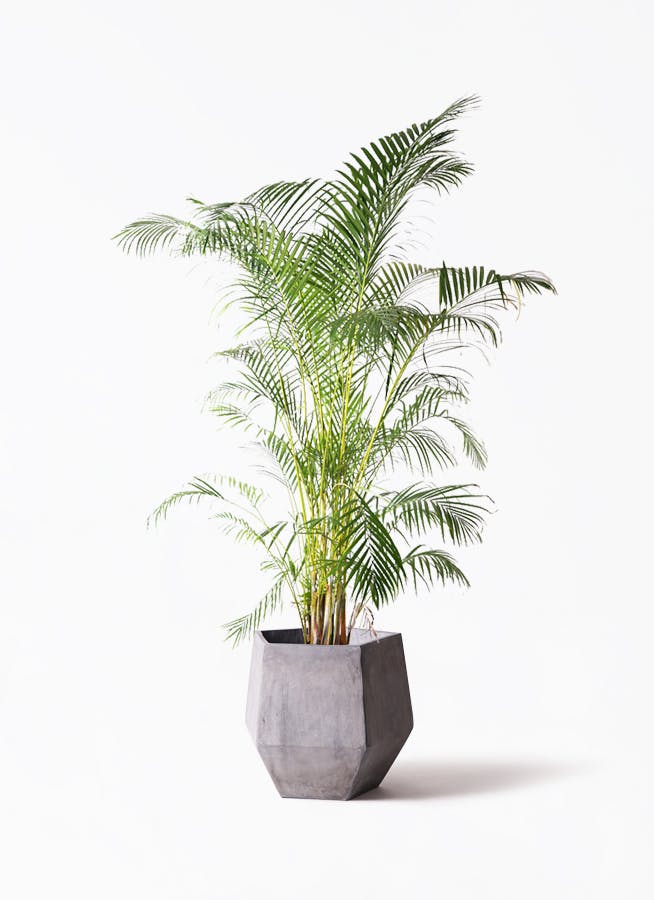 観葉植物 アレカヤシ 10号 ファイバークレイGray 付き | 観葉植物なら