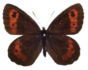 本の紹介 | 北海道の蝶