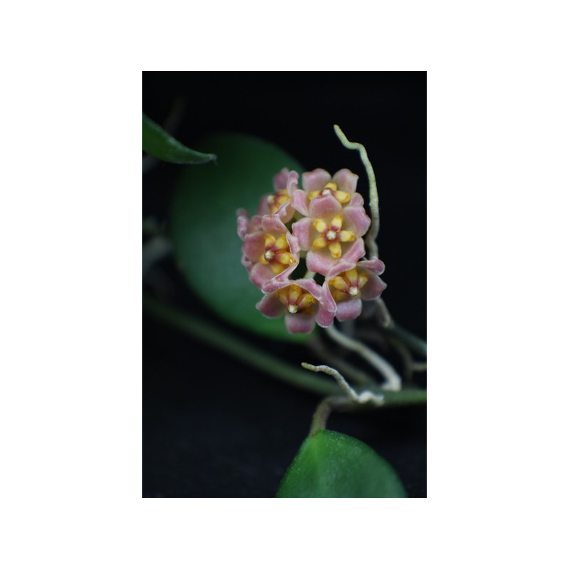 Hoya 'Noona' pink - HOYAPASSION