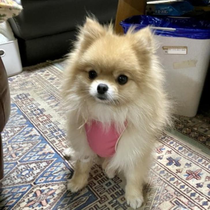 犬の里親募集】東京都・ポメラニアン・くみ（ID:2501-01098）｜ハグー