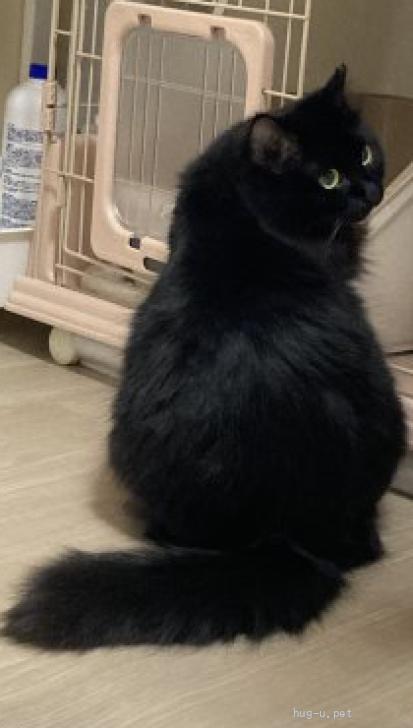 猫の里親募集】神奈川県・雑種・艶サラフワフワな美猫『くみ』（ID