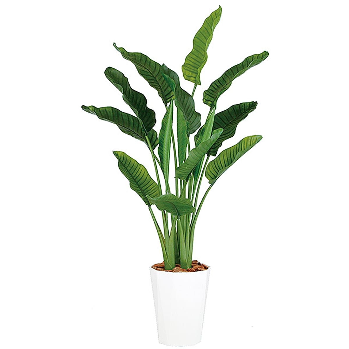 ストレリチア・オーガスタ MIX 鉢付｜東京堂のフェイクグリーン