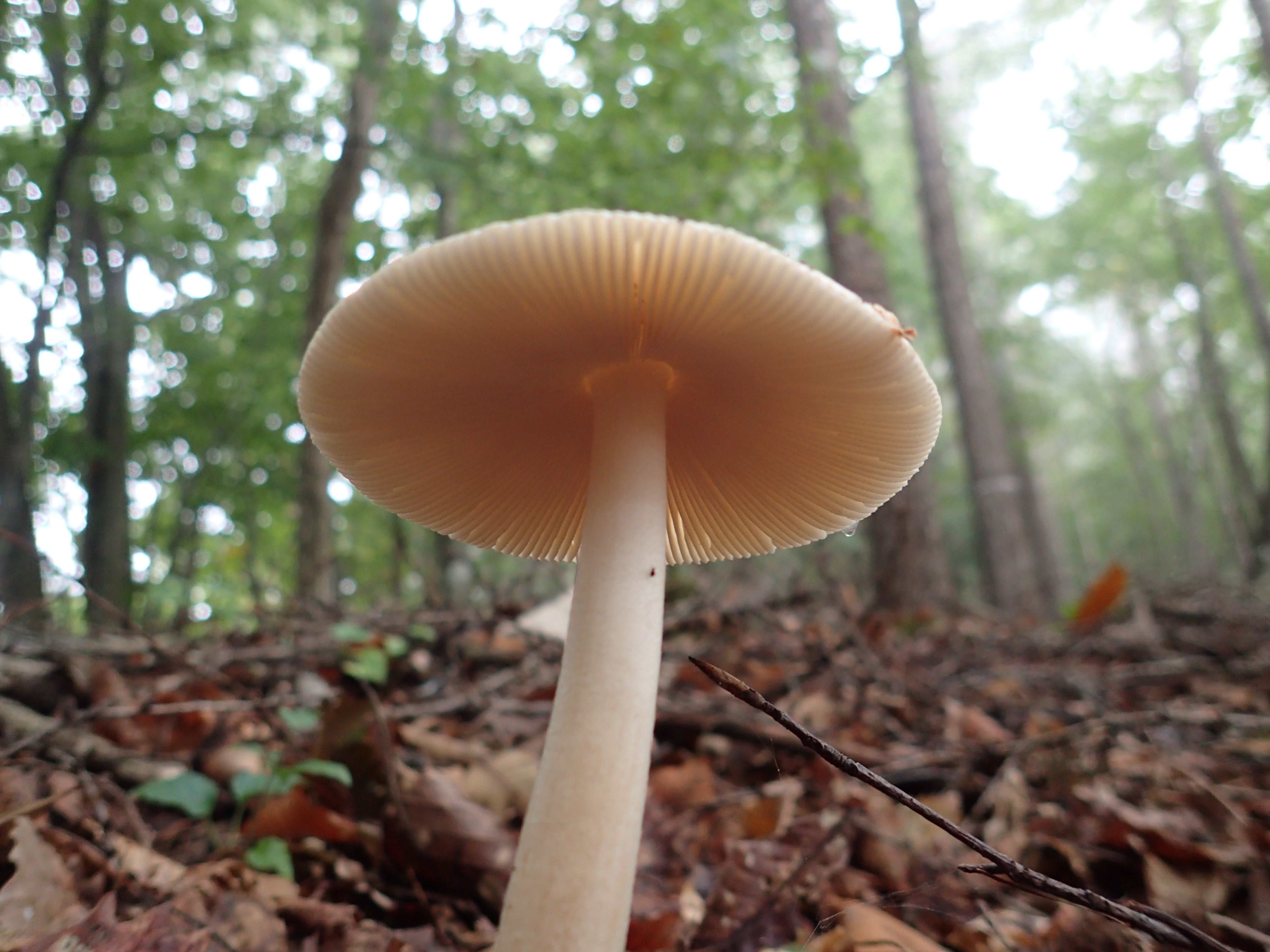 ③図鑑編集者おすすめのきのこ図鑑と、名無しのきのこたち - 図鑑.jp