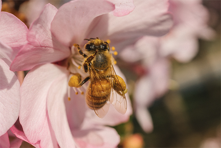 Olympus M.Zuiko Digital ED 30mm F3.5 Macro Review | PCMag