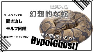 Ball Python Listening Morph Picture Book Hypo(Ghost) Hypo(Ghost