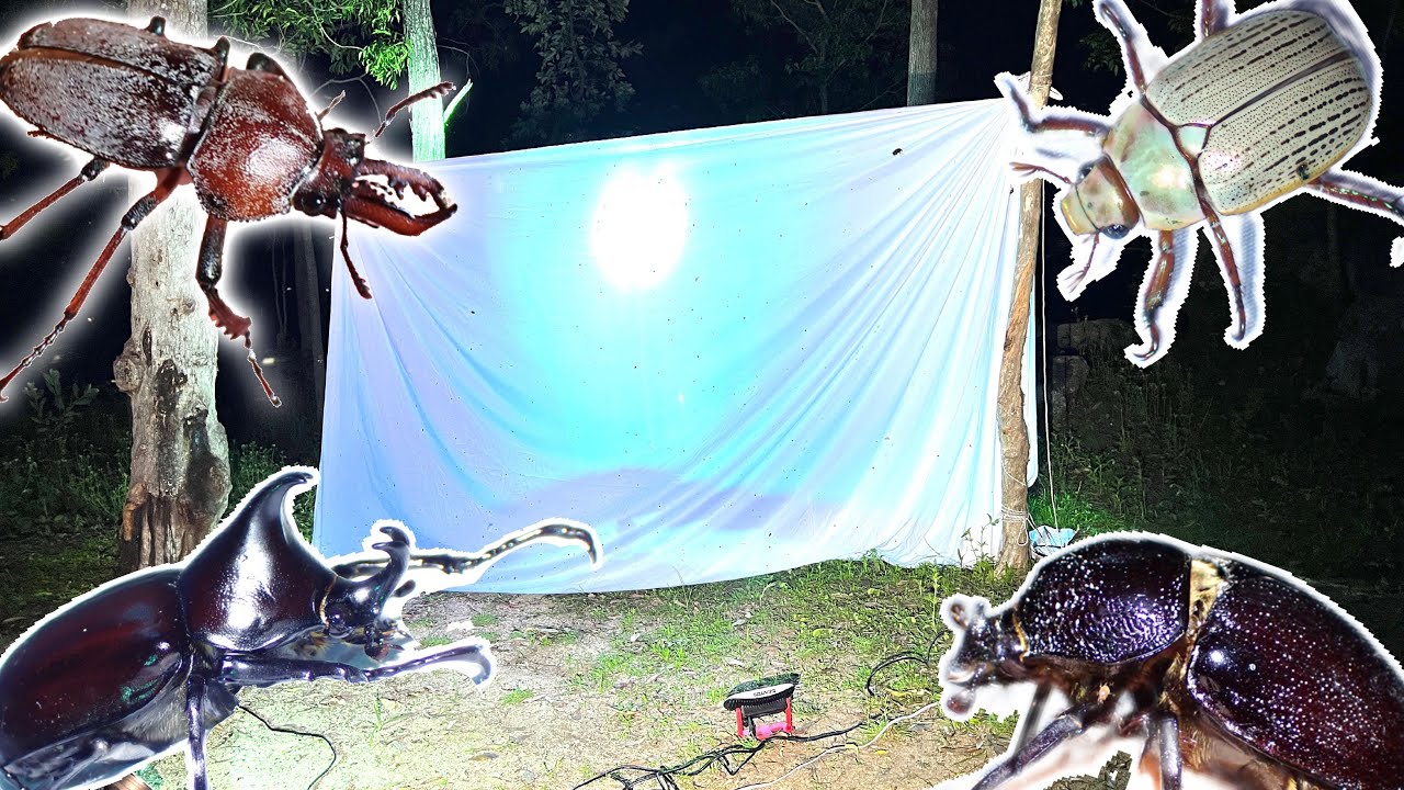 Beetles and stag beetles congregate in a light trap in Australia