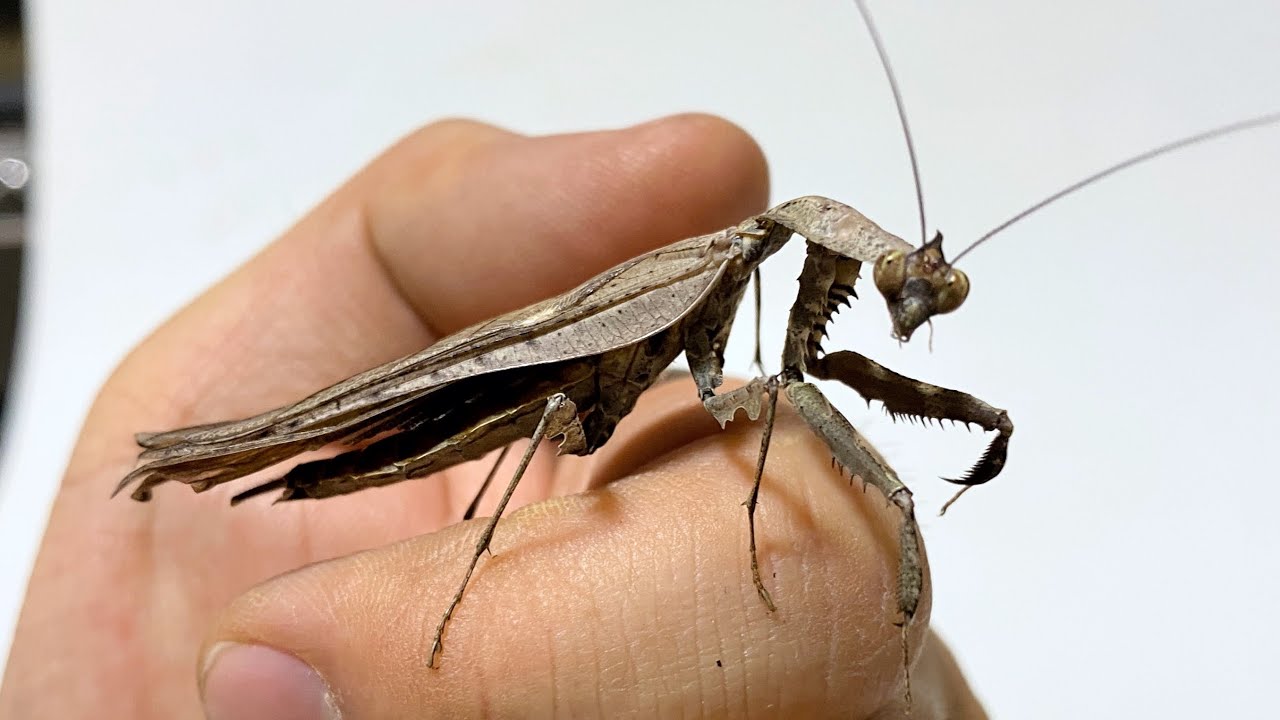 マオウカレハカマキリが成虫になりました - YouTube