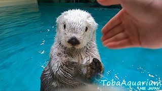 カプくじ×鳥羽水族館 ラッコのメイちゃんくじ | カプくじオンライン