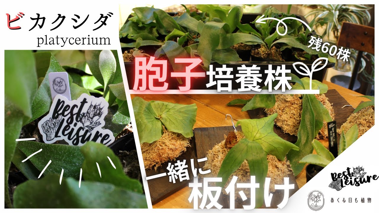 Best Leisure]60株以上あるビカクシダの胞子培養株の板付けを手伝って