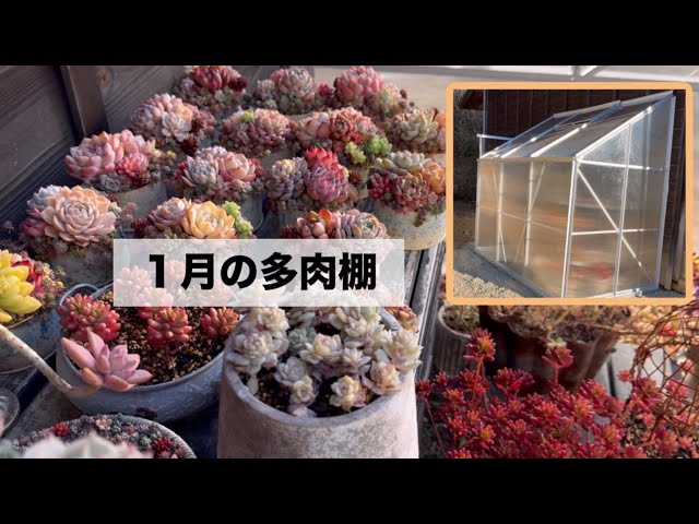 83 【1月の多肉棚】とようこそ温室へ - YouTube