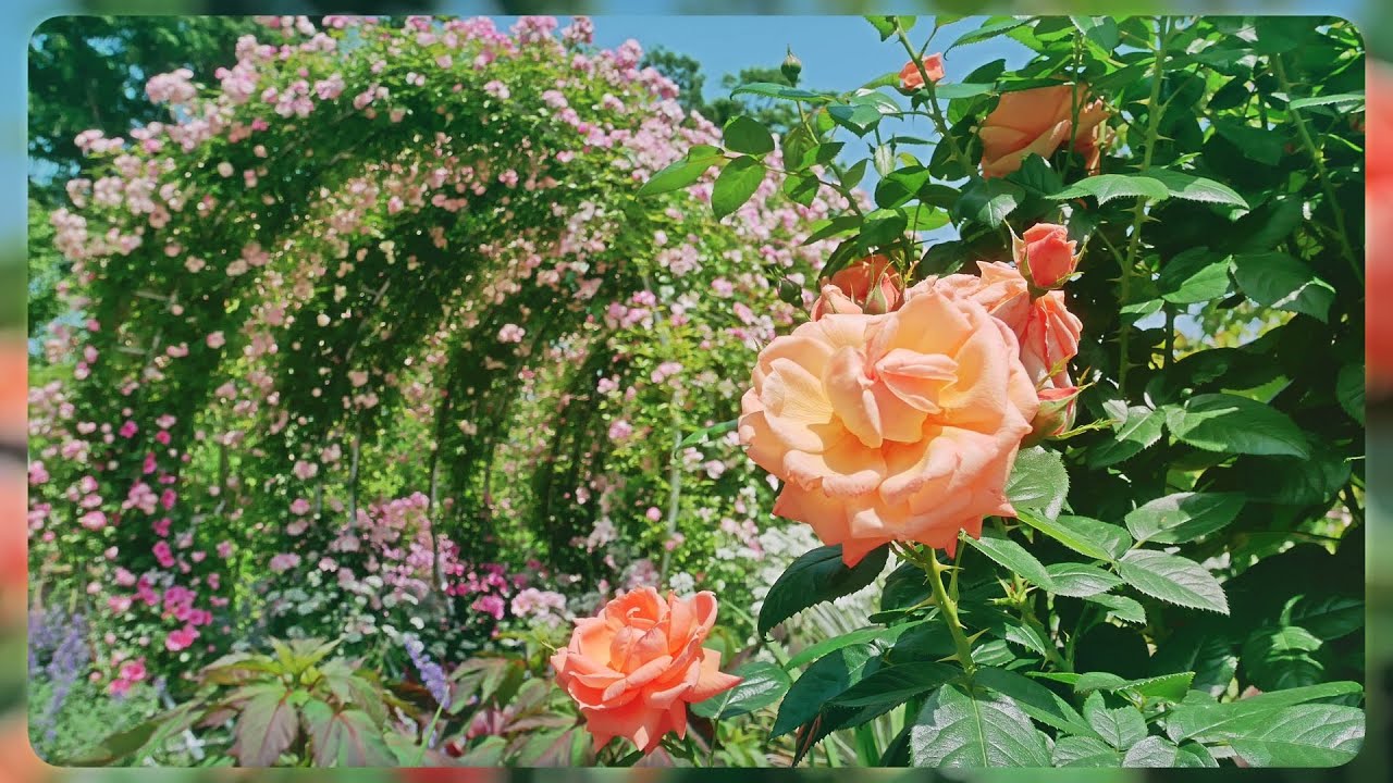 あやせローズガーデン 2019 to 2025】 神奈川県 綾瀬市 May 20, 2025