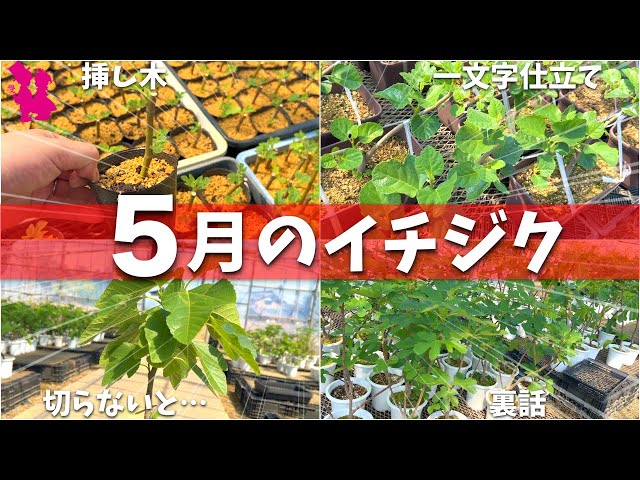 ニッキー品種60種セット！ 本日10時剪定！明日まで！イチジク 穂木