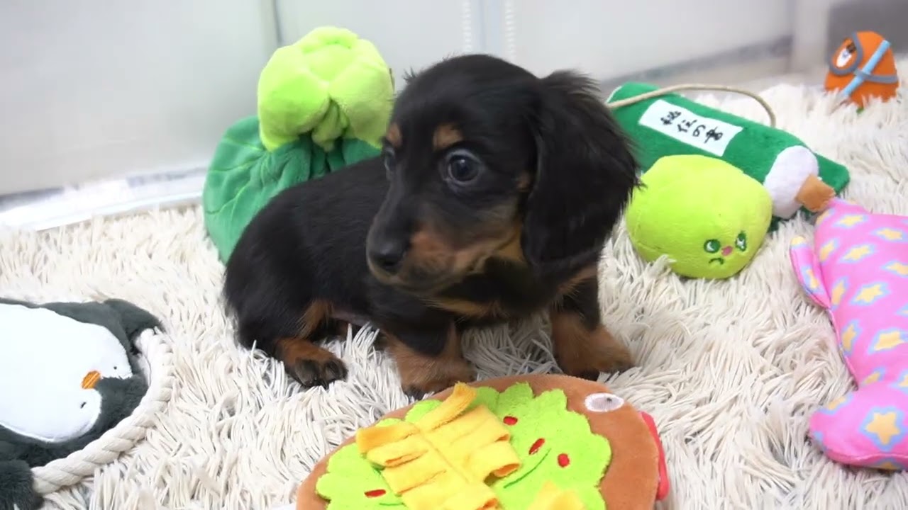 ミニチュアダックスフンド12月25日生まれブラックタン男の子② - YouTube