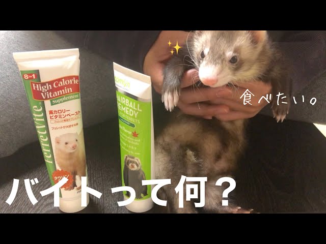 バイト】フェレットにおやつ2種あげたら？【赤ちゃん】 - YouTube