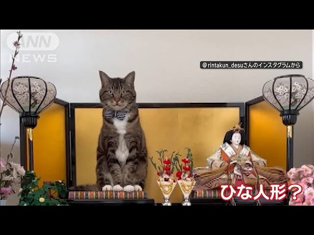 見て見て！私がおひ“ニャ”様」ひな人形“なりきり”ネコ カメラ目線で