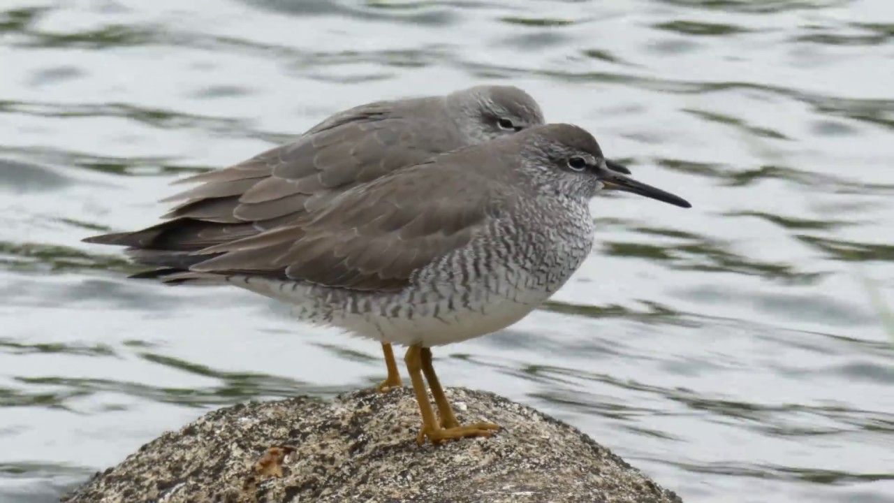 4K/30p動画（LUMIX DC-TZ90で撮影） - YouTube