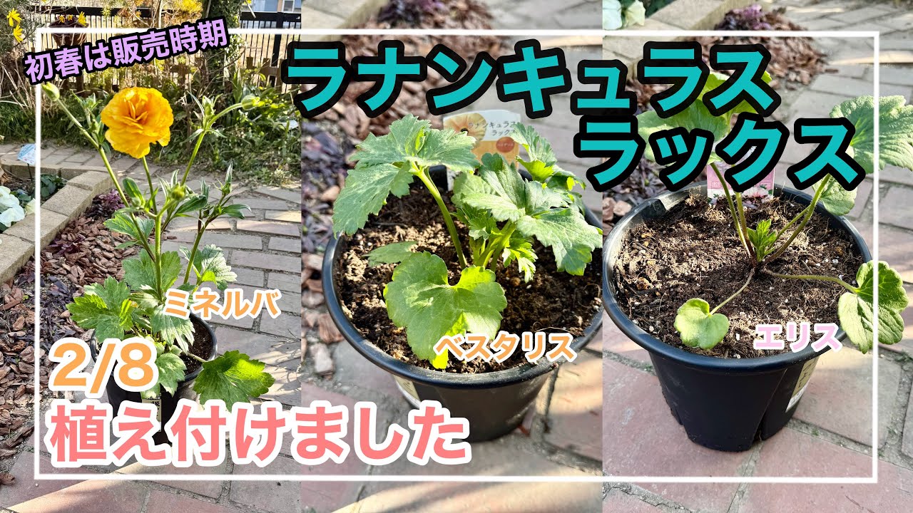 Gardening] I planted three varieties of Ranunculus Lux. Early