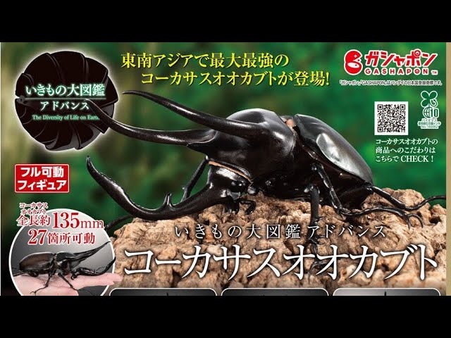 Caucasian Stag Beetle