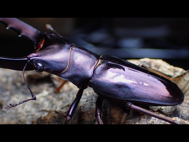 The most beautiful specimen ever to emerge: Digging up an adult