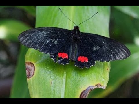 Canon EF 50mm f2.5 Compact Macro review with sample images (4K