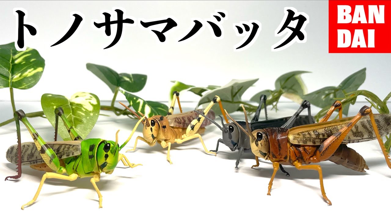 Latest] The Locust Gacha is so amazing I'm moved [BANDAI Living