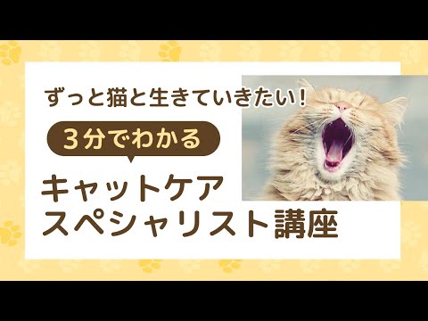 すぐにわかる講座紹介】2分でわかる！キャットケアスペシャリスト講座