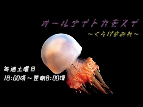 オールナイトカモスイ ～くらげまみれ～ #199 ビゼンクラゲ属の一種